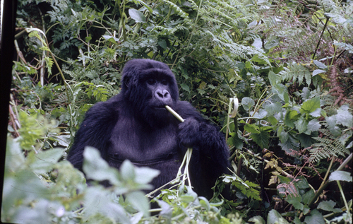 A subadult male, perhaps 7 years old, eating a stalk of wild celery.: Photograph by and courtesy of George B. Schaller